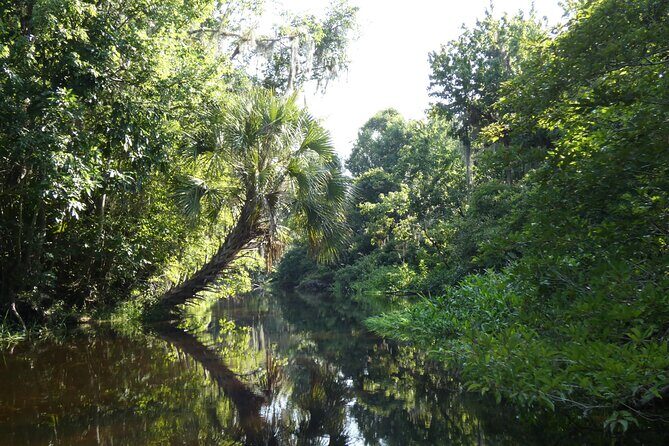 Small Group Scenic Wekiva River Kayak Tour near Orlando - The itinerary in detail