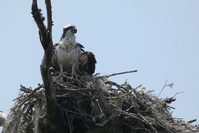 Small Group Scenic Wekiva River Kayak Tour near Orlando - The Sum Up: Who should consider this tour?
