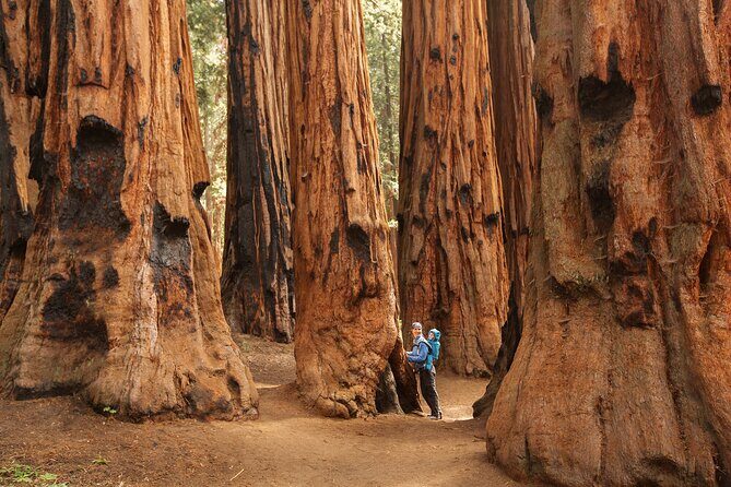 Small Group Sequoia Tour from Wuksachi Lodge with Lunch - Experience the Majesty of Sequoia National Park on a Small Group Tour from Wuksachi Lodge