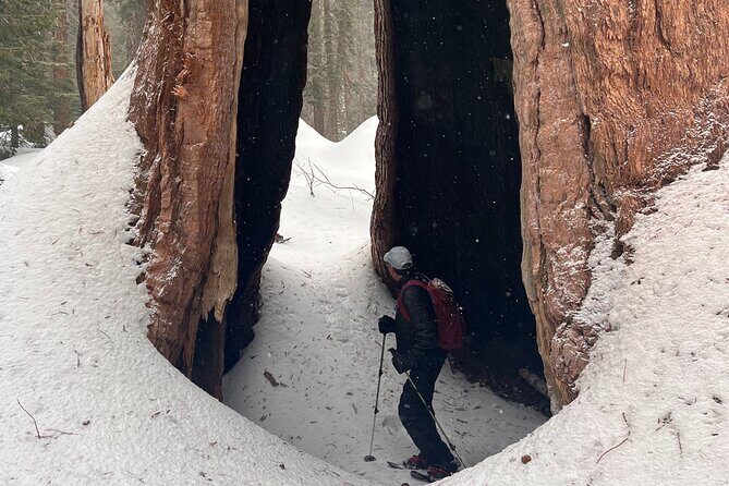 Small Group Sequoia Tour from Wuksachi Lodge with Lunch - The Sum Up: Is This Tour Worth It?