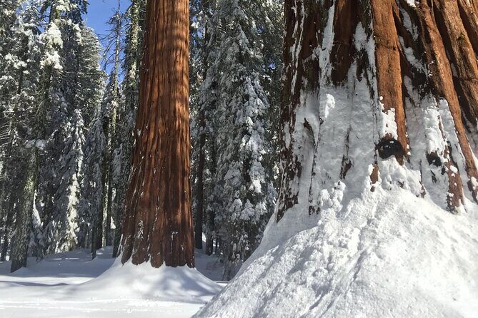 Small Group Sequoia Tour from Wuksachi Lodge with Lunch - FAQs
