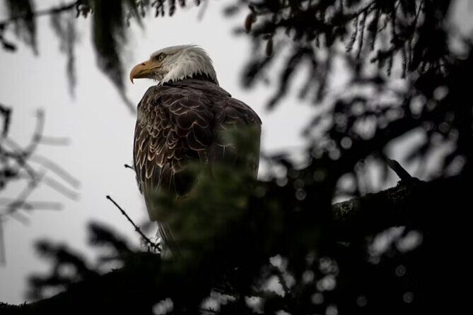 Small Group Shore Excursion in Sitka end to end - An In-Depth Look at the Sitka Shore Excursion