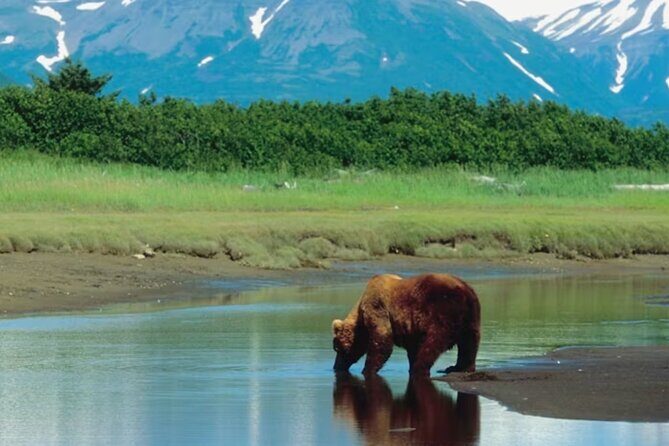Small Group Shore Excursion in Sitka end to end - Summary of What Makes This Tour Stand Out