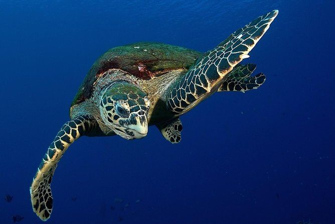 Small group snorkeling (5 people max): Turtles at 7:30am - An in-depth look at this Tahiti snorkeling tour
