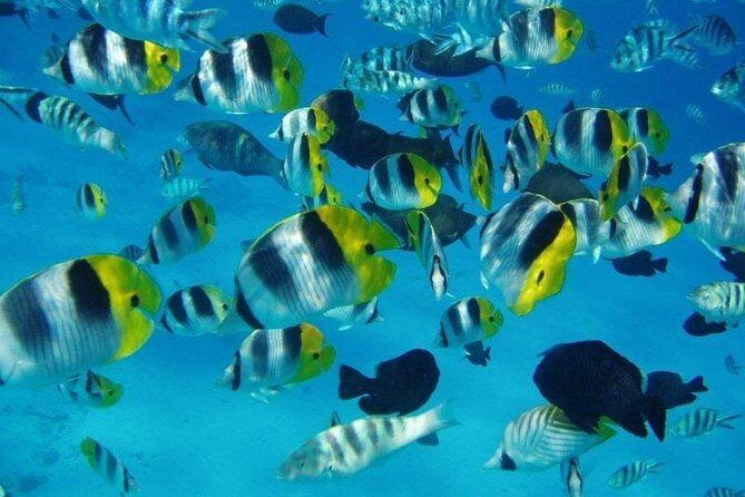 Small group snorkeling (5 people max): wrecks & tropical fishes at 1:00pm - Experience Tahiti’s Underwater Treasures with a Small-Group Snorkeling Tour