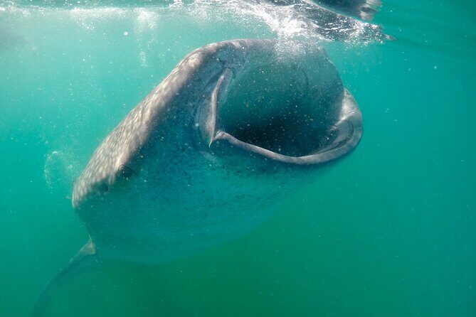 Small Group Snorkeling and Swim with Whale Sharks & Sea Lions in La Paz - Authentic Experiences and Notable Highlights