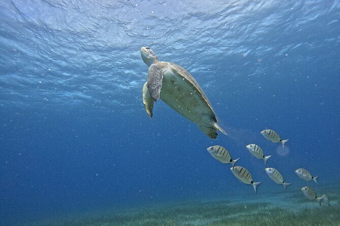 Small Group Snorkeling in Abades Bay with Licensed Guide - Exploring Tenerife’s Underwater World: A Close-Up