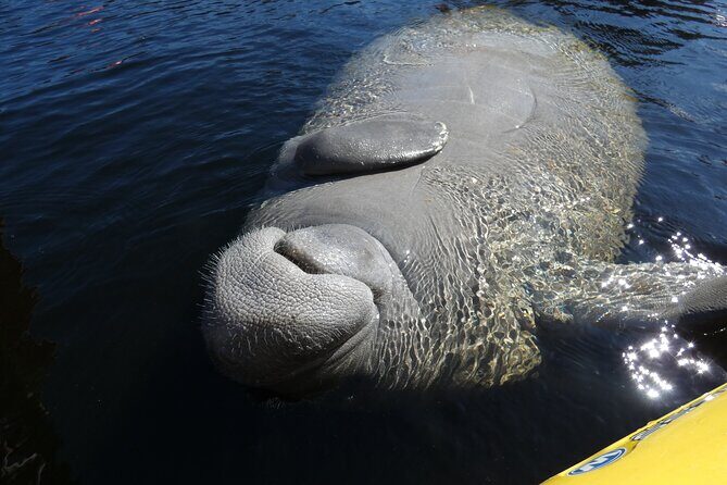 Small Group Sunset Paddle Among Manatees near Orlando - Who Should Consider This Tour?