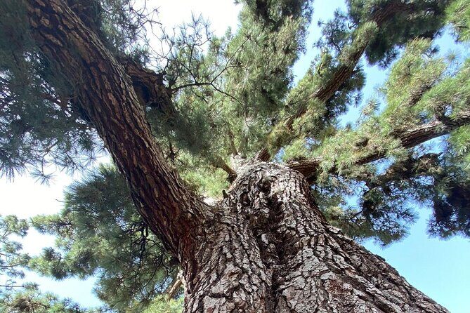 Small Group Teide National Park Volcanic and Forest Wonders - FAQ