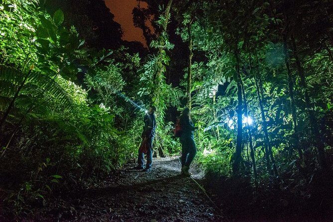 Small-Group Tortuguero National Park Night Walk in Costa Rica - A Detailed Look at What to Expect