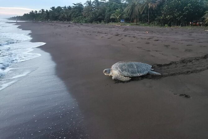 Small Group Tortuguero Turtle Nesting Tour - Key Points