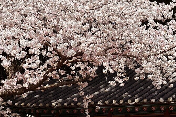 Small Group Tour East Jeju Cherry Blossom & Woman Diver Show - A Deep Dive into the Jeju Cherry Blossom & Woman Diver Tour