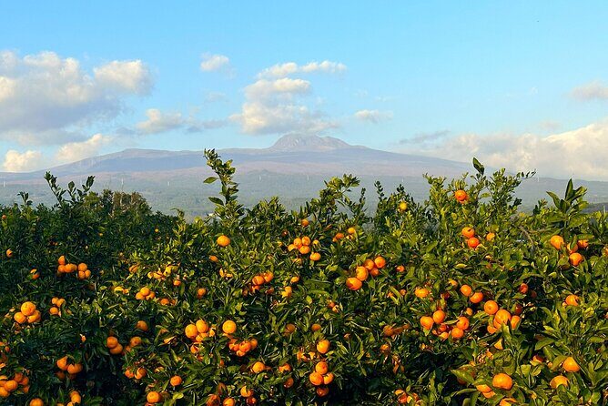 Small Group Tour for Jeju Fall Pink Muhly, Tangerines & Mt. Halla - The Practicalities: What You Need to Know
