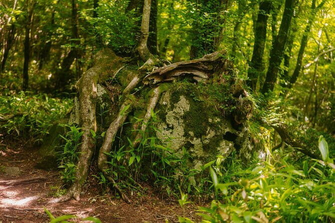 Small Group Tour in South Jeju Healing Island - Who Should Book This Tour?