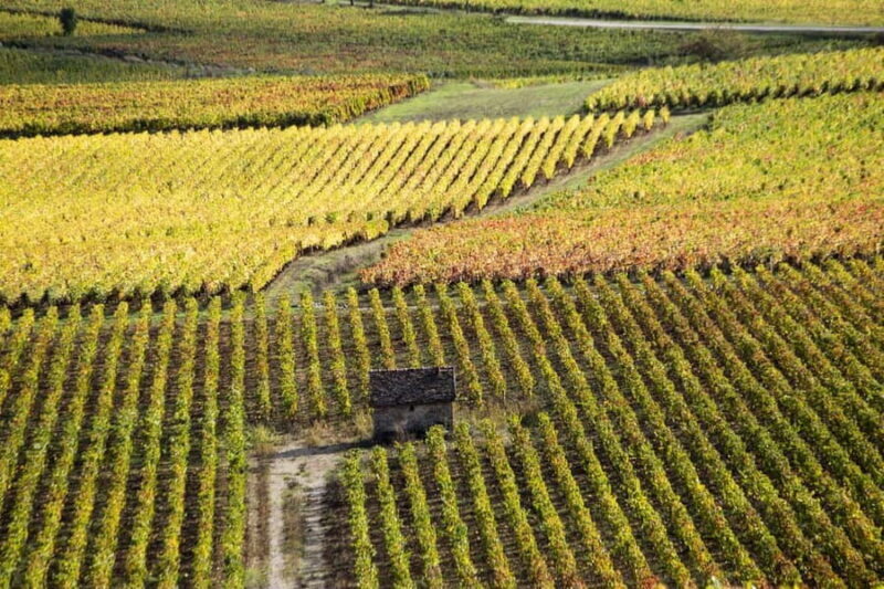 Small group tour Morning in Côte de Beaune - Small Group Tour Morning in Côte de Beaune: A Taste of Burgundy’s Vineyard Charm