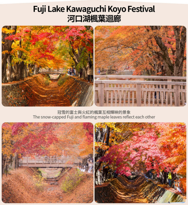 Small Group Tour of Tokyo, Mount Fuji, and Lake Yamanaka (including cycling) - The guide and the small-group experience