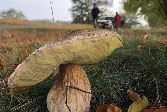 Small Group Tour to NP Hoge Veluwe (van Gogh) from Amsterdam - Who Will Love This Tour?