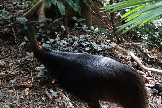 Small-Group Trekking Experience in Daintree National Park - Exploring the Daintree National Park: An Authentic Small-Group Trek