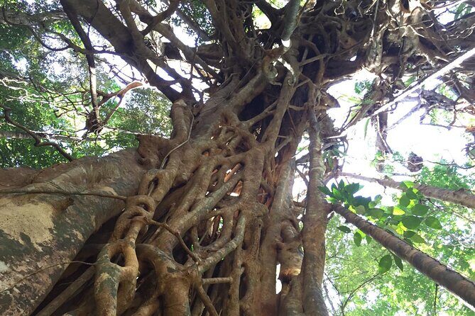 Small-Group Trekking Experience in Daintree National Park - Key Points