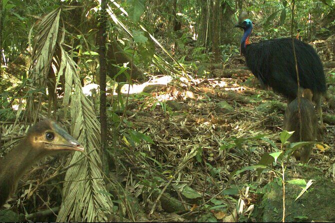 Small-Group Trekking Experience in Daintree National Park - Who Should Consider This Tour?