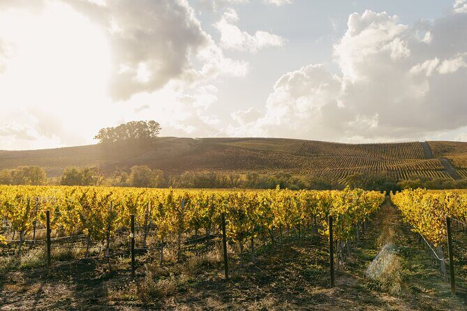 Small Group: Ultimate Napa and Sonoma Wine Tour- San Francisco - Optional Stop in Sausalito