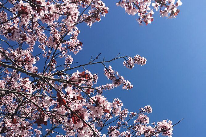 Small Group Washington D.C. Cherry Blossom 1-Day Experience Tour - Wrapping It Up