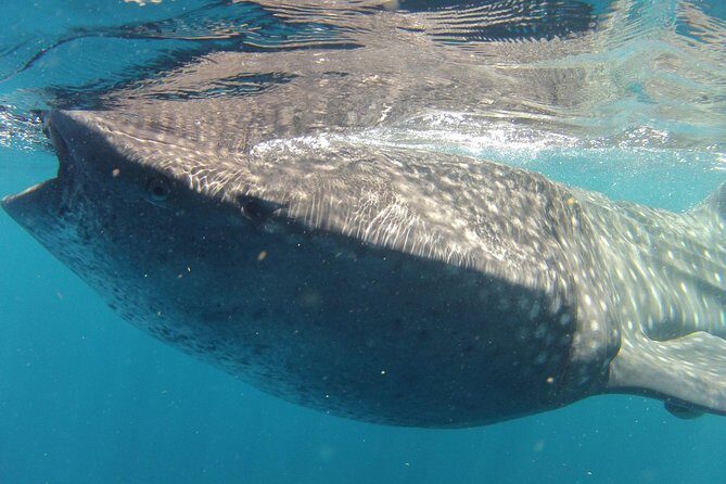 Small-Group Whale Shark and Snorkeling Tour from Cancun - The Value of This Tour