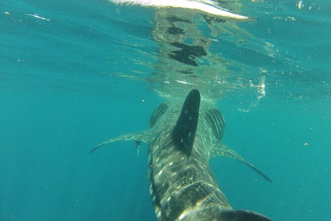 Small-Group Whale Shark and Snorkeling Tour from Cancun - Authenticity and Expertise: The Guides’ Role