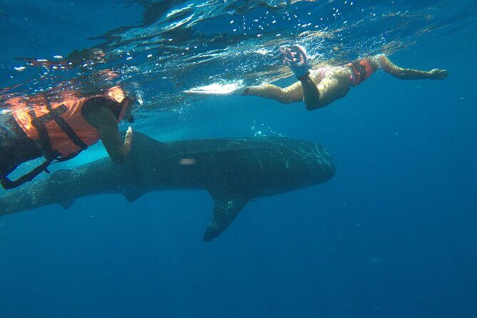 Small-Group Whale Shark and Snorkeling Tour from Cancun - Who Should Consider This Tour?
