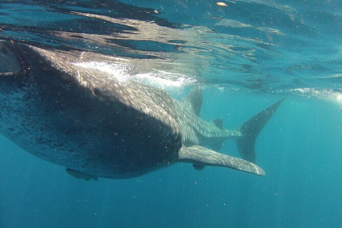 Small-Group Whale Shark and Snorkeling Tour from Cancun - The Sum Up: Is It Worth It?