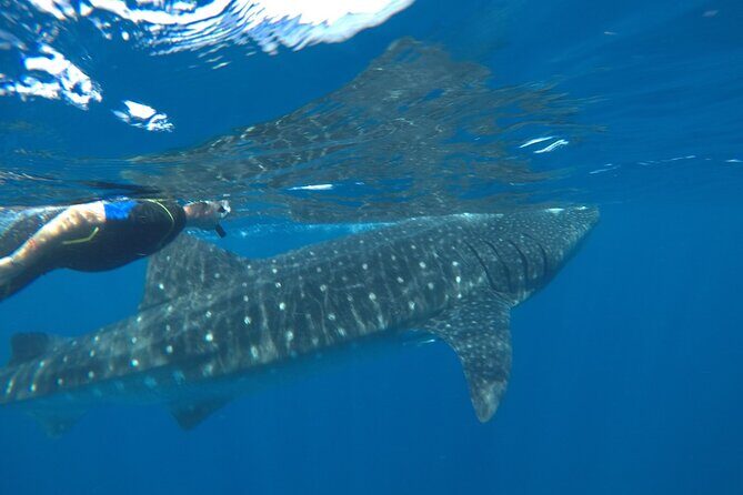 Small-Group Whale Shark and Snorkeling Tour from Cancun - FAQ