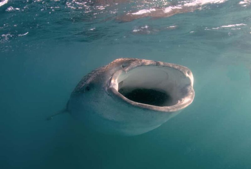 Small group Whale Shark snorkeling in La Paz, BCS, Mexico - Key Points