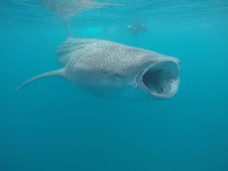 Small group Whale Shark snorkeling in La Paz, BCS, Mexico - A Close Look at the Experience