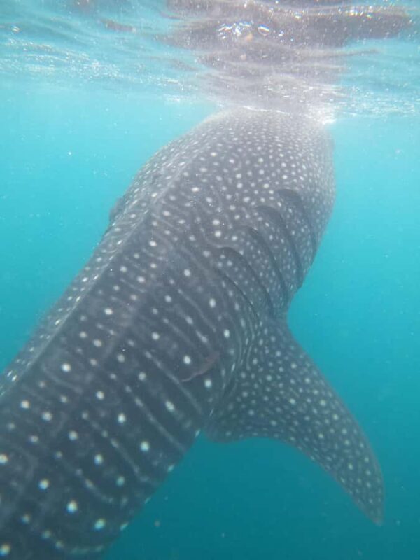 Small group Whale Shark snorkeling in La Paz, BCS, Mexico - Final Thoughts
