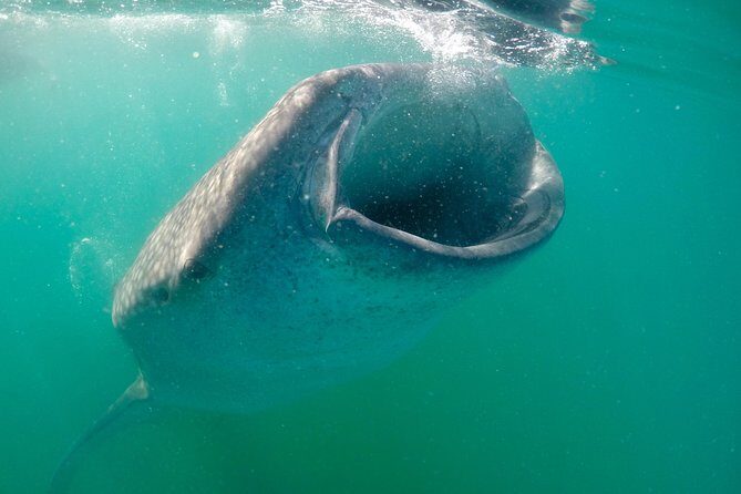 Small group Whale Shark snorkeling in La Paz BCS MX - The Experience in Detail
