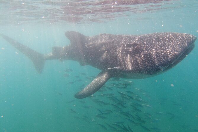 Small group Whale Shark snorkeling in La Paz BCS MX - Final Thoughts