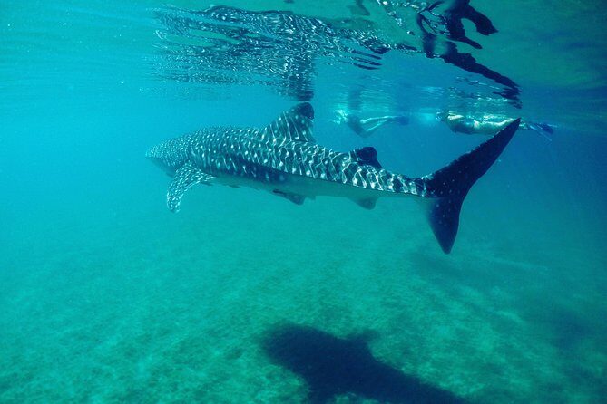 Small group Whale Shark snorkeling in La Paz BCS MX - FAQ