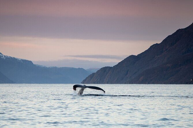 Small Group Whale Watching by RIB - Small Group Whale Watching by RIB: An Authentic Arctic Adventure in Alta, Norway