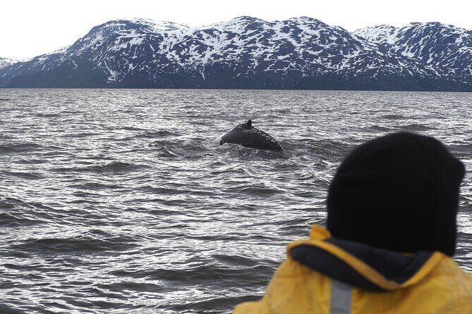 Small group Whale watching - Discovering Alta’s Whale Watching: An In-Depth Review