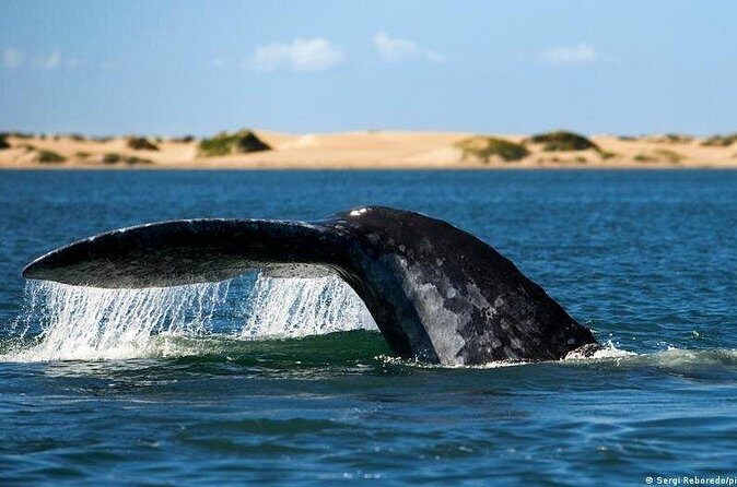 Small-Group Whale Watching in Baja Mexico - Key Points
