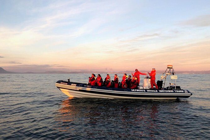 Small-group Whale Watching in the Midnight Sun from Reykjavík - The Itinerary: What You Can Expect