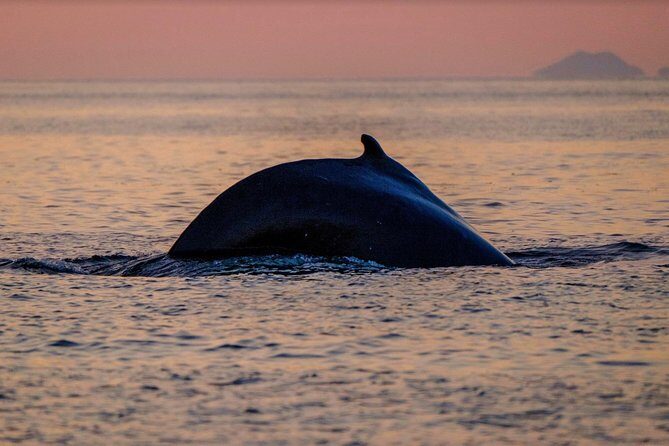 Small-group Whale Watching in the Midnight Sun from Reykjavík - What Reviews Say About This Tour
