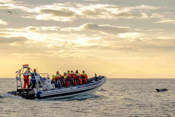Small-group Whale Watching in the Midnight Sun from Reykjavík - The Price and Value