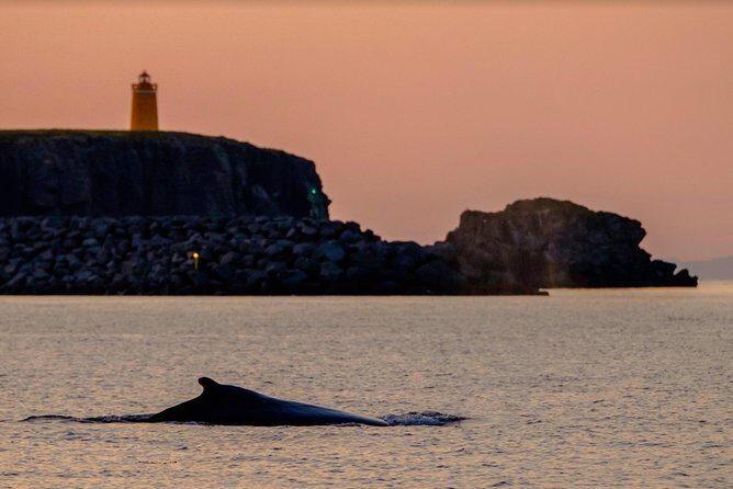 Small-group Whale Watching in the Midnight Sun from Reykjavík - The Sum Up: Who Will Love This Tour?