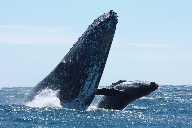 Small-Group Whale Watching Zodiac Boat Cruise in Cabo San Lucas - Why This Tour Offers Great Value
