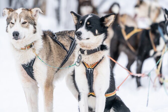Small Group Wilderness Husky Sledding 2h from Tromsø (car needed) - Considerations and Practical Tips