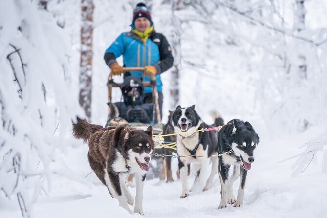 Small Group Wilderness Husky Sledding 2h from Tromsø (car needed) - Who Should Book This Tour?