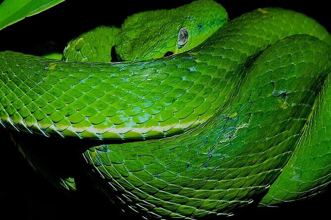 Small Group Wildlife Refuge Monteverde Night Walking Tour - Experience the Nocturnal Wonder of Monteverde Wildlife Refuge