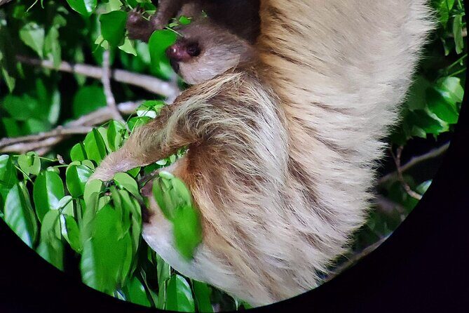 Small Group Wildlife Refuge Monteverde Night Walking Tour - Final Thoughts