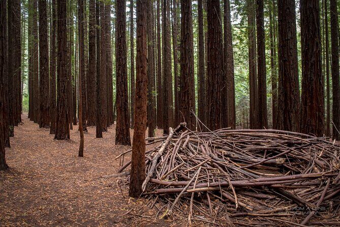 Small Group Yarra Valley: Redwoods Forest & Premium Wine Tour - Experience the best of Yarra Valley in one day